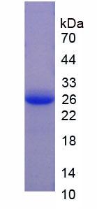 Recombinant Coagulation Factor V (F5)