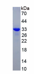 RPA679Hu02.jpg