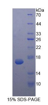 Recombinant Procalcitonin (PCT)