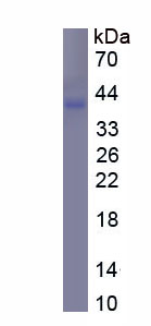 RPA689Hu03.jpg