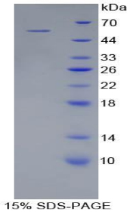 Recombinant Kallikrein 6 (KLK6)