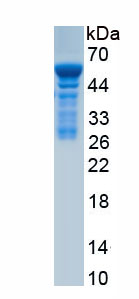 Recombinant Kallikrein 6 (KLK6)