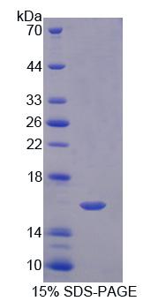 RPA692Hu02.jpg