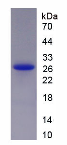 RPA693Hu01.jpg