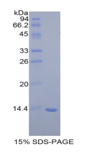 RPA698Ra01.jpg