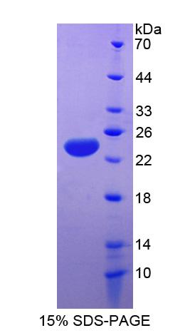 Recombinant Apolipoprotein E (APOE)