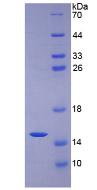 Recombinant Mucin 2 (MUC2)