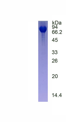 Recombinant Mucin 2 (MUC2)