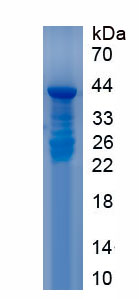 Recombinant Toll Like Receptor 9 (TLR9)