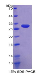 RPA712Mu01.jpg