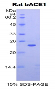 RPA718Ra01.jpg