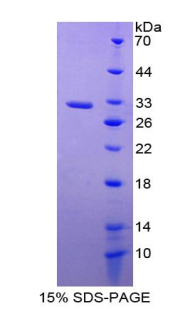 RPA728Hu01.jpg