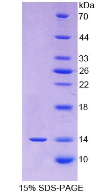 Recombinant Fibroblast Growth Factor 23 (FGF23)