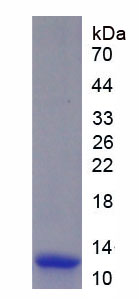 Recombinant Fibroblast Growth Factor 23 (FGF23)