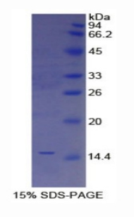 RPA748Hu01.jpg