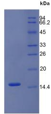 Recombinant Trefoil Factor 2 (TFF2)