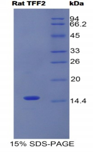 Recombinant Trefoil Factor 2 (TFF2)