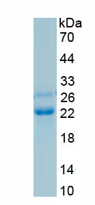 RPA751Hu02.jpg