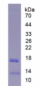 RPA769Hu01.jpg