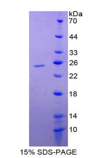 Recombinant Caspase 5 (CASP5)