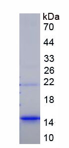 RPA771Hu02.jpg