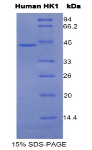 RPA775Hu02.jpg