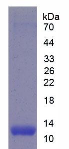 Recombinant Inducible T-Cell Co Stimulator (ICOS)