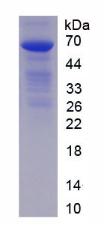 Recombinant Programmed Cell Death Protein 1 Ligand 1 (PDL1)