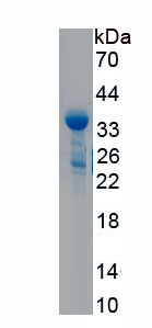 Recombinant Neuropeptide S (NPS)