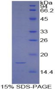 Recombinant Hypoxia Inducible Factor 1 Alpha (HIF1a)