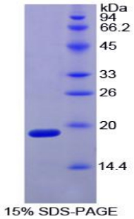 Recombinant Hypoxia Inducible Factor 1 Alpha (HIF1a)