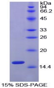 Recombinant Hypoxia Inducible Factor 1 Alpha (HIF1a)