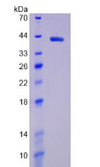 RPA798Hu02.jpg