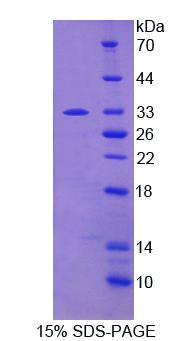 Recombinant Hypoxia Inducible Factor 1 Alpha (HIF1a)