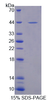 RPA802Ca01.jpg