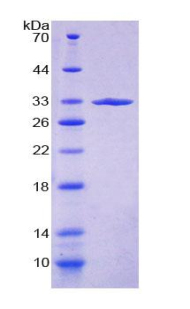 RPA807Hu01.jpg