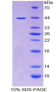 RPA813Hu01.jpg