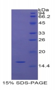 RPA815Ra01.jpg