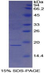 RPA817Hu02.jpg