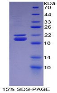 Recombinant Haptoglobin (Hpt)