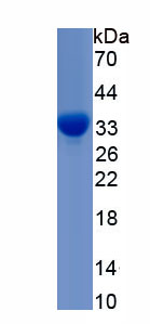 Recombinant Haptoglobin (Hpt)