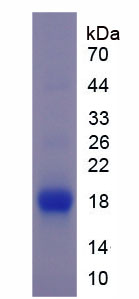 RPA818Mu02.jpg