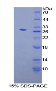 RPA819Hu01.jpg