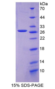 RPA821Bo01.jpg