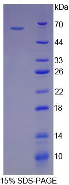 RPA822Hu01.jpg