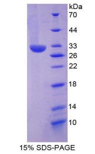 RPA822Mu02.jpg