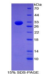 Recombinant Cluster Of Differentiation 86 (CD86)