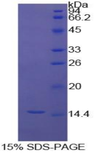 RPA838Bo01.jpg