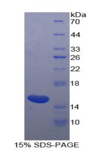 RPA838Eq01.jpg