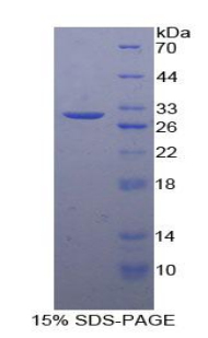 RPA841Hu01.jpg